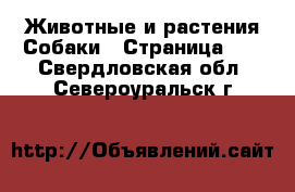 Животные и растения Собаки - Страница 10 . Свердловская обл.,Североуральск г.